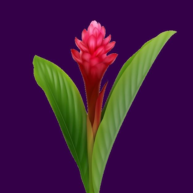 Fleur 6